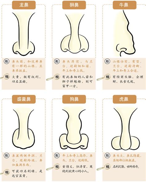 鼻挺 面相|鼻相分析10款｜鼻樑有節及橫紋、豬膽鼻、鼻頭下垂代表甚麼？姻 